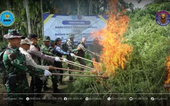 BNN Musnahkan 69 Ton Ganja di Aceh Utara