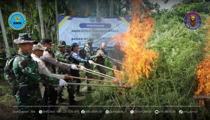 BNN Musnahkan 69 Ton Ganja di Aceh Utara