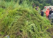 Tim gabungan memusnahkan ladang ganja seluas total 51,75 hektare di Gayo Lues, Aceh