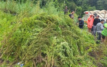Tim gabungan memusnahkan ladang ganja seluas total 51,75 hektare di Gayo Lues, Aceh