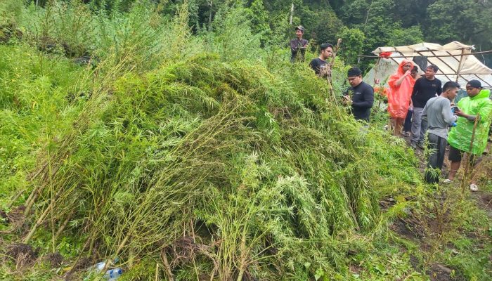 Tim Gabungan Bakar Habis 51,75 Hektare Ladang Ganja di Gayo Lues
