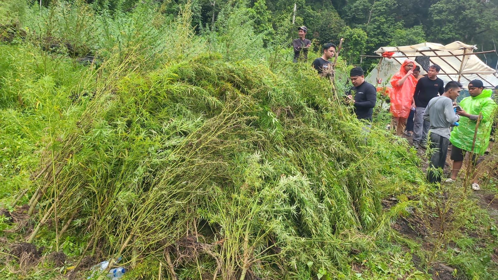 Tim gabungan memusnahkan ladang ganja seluas total 51,75 hektare di Gayo Lues, Aceh