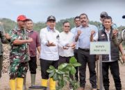 Bupati Pidie Jaya Tanam 300 Pohon Hidupkan Kembali Lingkungan Pascabencana