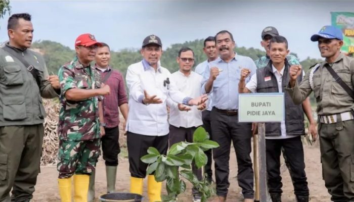 Bupati Pidie Jaya Tanam 300 Pohon Hidupkan Kembali Lingkungan Pascabencana