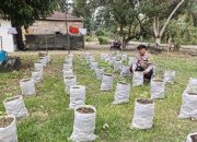 Tak Disangka! Lumpur Banjir di Aceh Ternyata Bisa Jadi Media Tanam Produktif