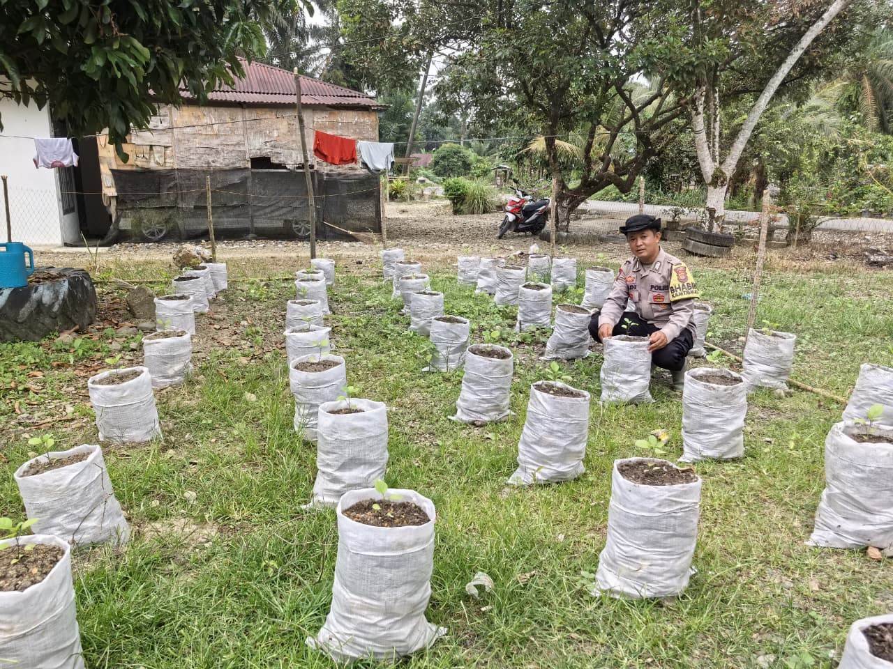 Bhabinkamtibmas Polsek Simpang Kiri, Bripka Sukma Hadi, memantau pertumbuhan tanaman di media lumpur sisa banjir bandang di Kampung Selamat, Aceh Tamiang