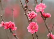 Sentra Persik Vietnam Utara Ramai Jelang Imlek