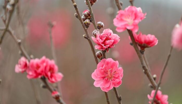 Sentra Persik Vietnam Utara Ramai Jelang Imlek