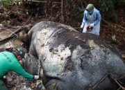 Kemenhut Panggil Direksi Perusahaan Terkait Kematian Gajah Sumatera