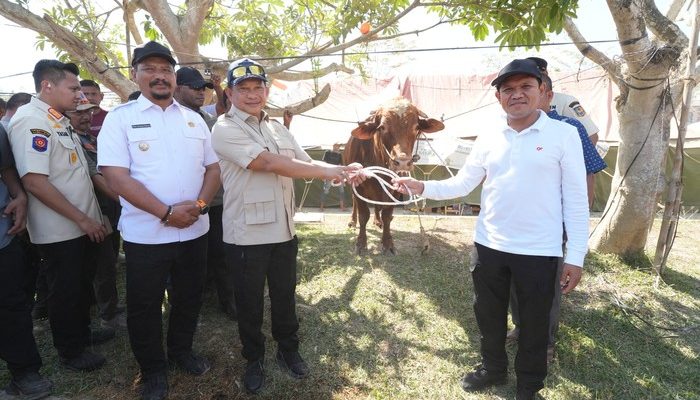 Presiden Salurkan 1.455 Sapi untuk Tradisi Meugang di Aceh