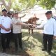 Presiden Salurkan 1.455 Sapi untuk Tradisi Meugang di Aceh
