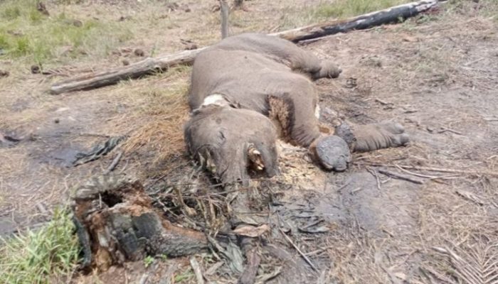 Anak Gajah Sumatera Ditemukan Mati di Tesso Nilo, Diduga Terjerat