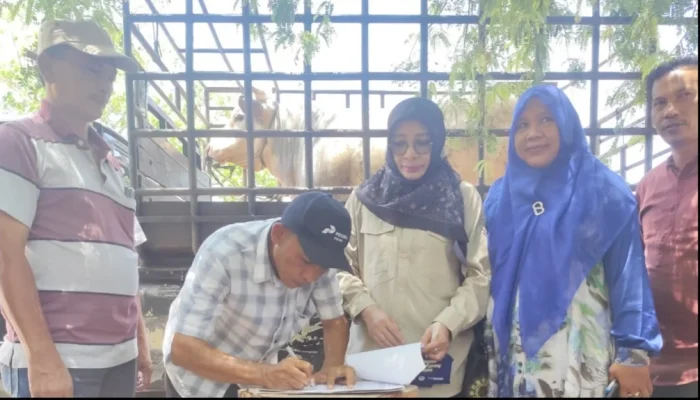 Prabowo Salurkan 21 Sapi Meugang untuk Korban Banjir Lhokseumawe