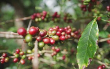 Kementan Genjot Hilirisasi Perkebunan untuk Nilai Tambah