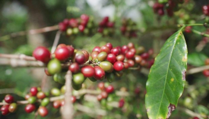 Kementan Genjot Hilirisasi Perkebunan untuk Nilai Tambah