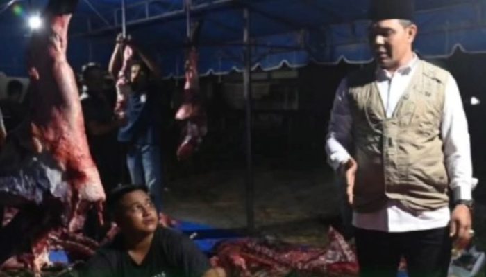 Syech Muharram Tinjau Pemotongan Sapi Meugang Bantuan Presiden