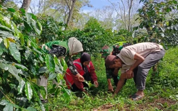 Petugas Cek Bantuan Bibit Kopi Arabika di Wih Porak