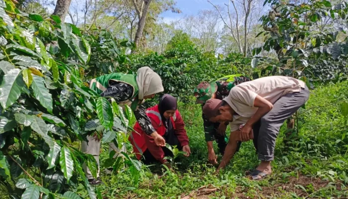 Petugas Cek Bantuan Bibit Kopi Arabika di Wih Porak