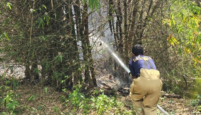 Api Bakar Rumpun Bambu di Ingin Jaya