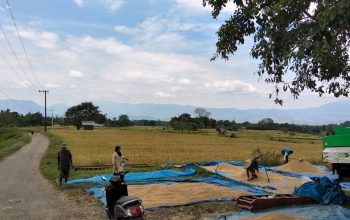 Petani Maheng Optimalkan Sawah Tadah Hujan Hadapi Cuaca Tak Pasti