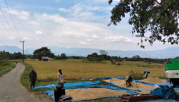 Petani Maheng Optimalkan Sawah Tadah Hujan Hadapi Cuaca Tak Pasti