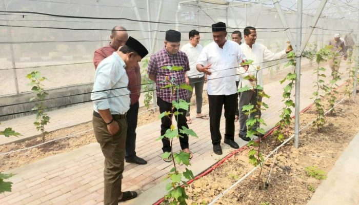 Disdik Aceh Dorong Budi Daya Anggur Jadi Model Pembelajaran Produktif