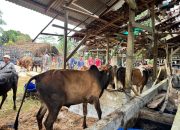 Aktivitas jual beli sapi di kandang penampungan ternak di Aceh menjelang tradisi Meugang Idulfitri.