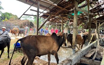 Warga Aceh Tak Perlu Khawatir, Stok Daging Meugang Idulfitri Dipastikan Aman