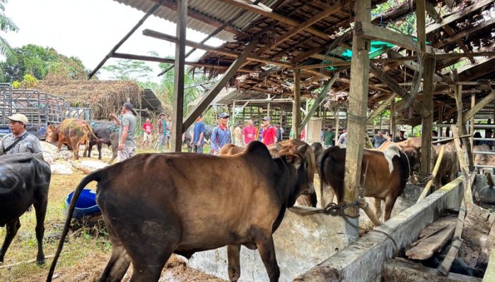 Warga Aceh Tak Perlu Khawatir, Stok Daging Meugang Idulfitri Dipastikan Aman