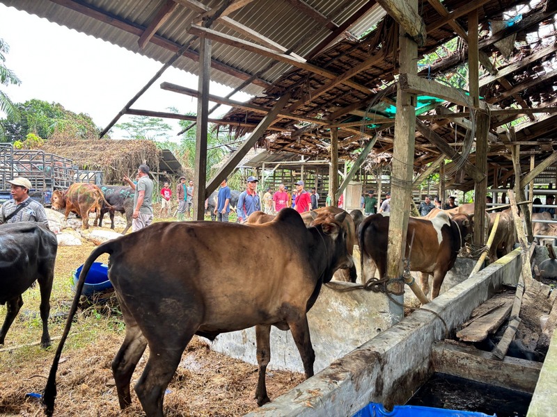 Aktivitas jual beli sapi di kandang penampungan ternak di Aceh menjelang tradisi Meugang Idulfitri.