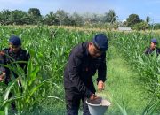 Brimob Aceh Genjot Ketahanan Pangan Lewat Pemupukan Jagung