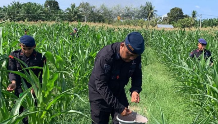 Brimob Aceh Genjot Ketahanan Pangan Lewat Pemupukan Jagung
