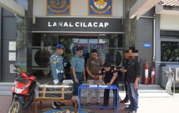 Ribuan Benih Lobster Ilegal Disita, TNI AL Tangkap Pelaku di Cilacap