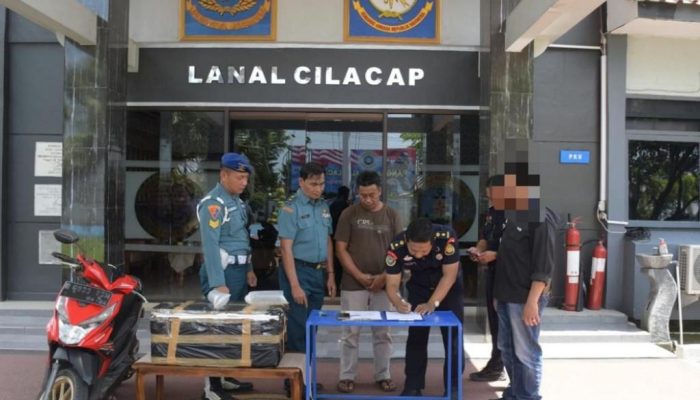Ribuan Benih Lobster Ilegal Disita, TNI AL Tangkap Pelaku di Cilacap