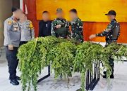Satgas TNI–Polri Temukan Ladang Ganja Siap Panen di Pegunungan Bintang