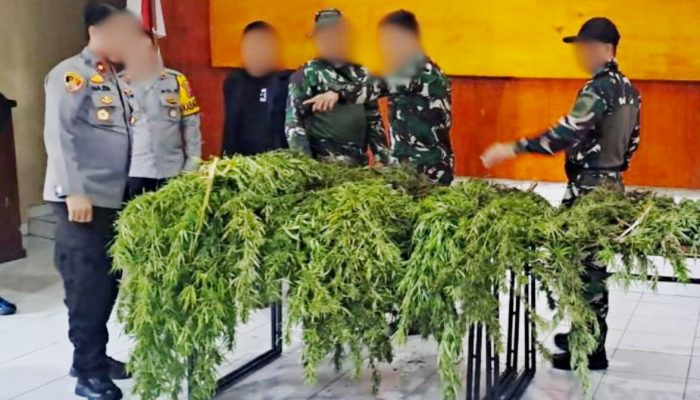 Satgas TNI–Polri Temukan Ladang Ganja Siap Panen di Pegunungan Bintang