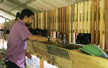 Mualem Tinjau Peternakan Kambing di Aceh Besar