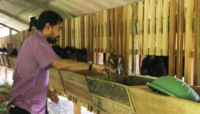 Mualem Tinjau Peternakan Kambing di Aceh Besar