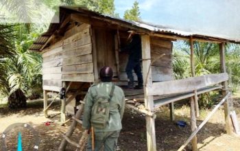 Tim Gabungan Tangkap Perambah Hutan Taman Wisata Alam Seblat