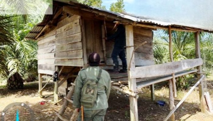 Tim Gabungan Tangkap Perambah Hutan Taman Wisata Alam Seblat