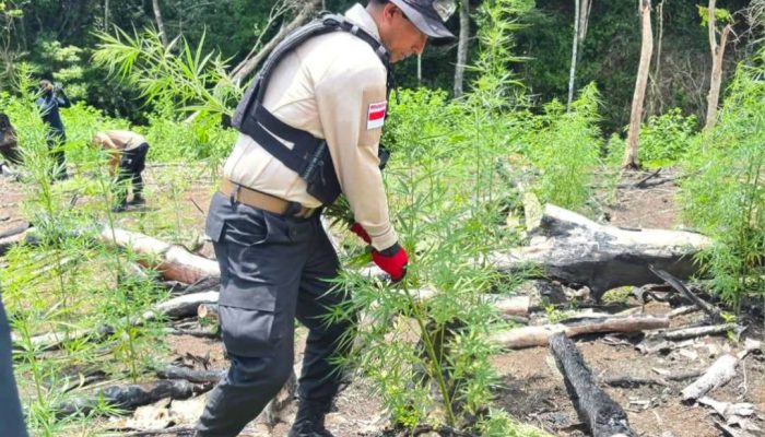 Kapolda Aceh Pimpin Pemusnahan Ladang Ganja di Aceh Besar
