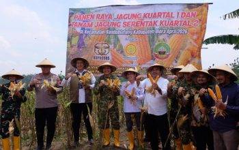 Bulog Siap Serap Jagung, Dorong Swasembada Pangan Nasional