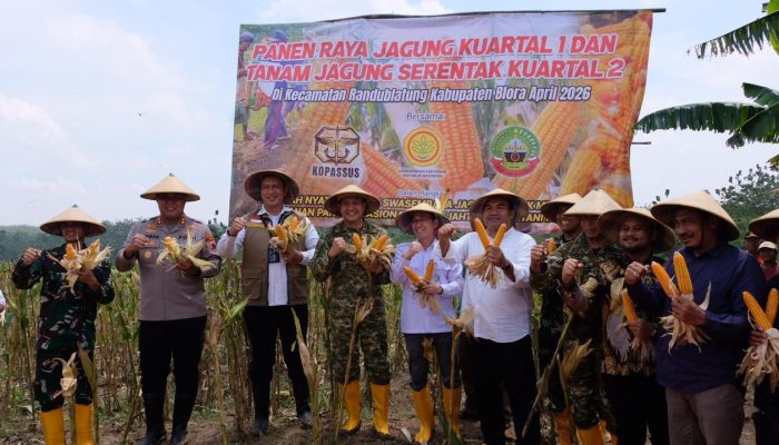 Bulog Siap Serap Jagung, Dorong Swasembada Pangan Nasional