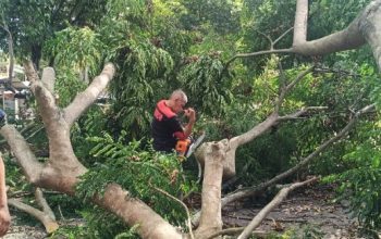 DLHK Aceh Besar Gerak Cepat Tangani Pohon Tumbang di Ingin Jaya