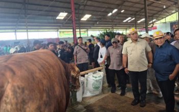 Kontes Sapi Wonosobo Dongkrak Daya Saing Peternak Nasional