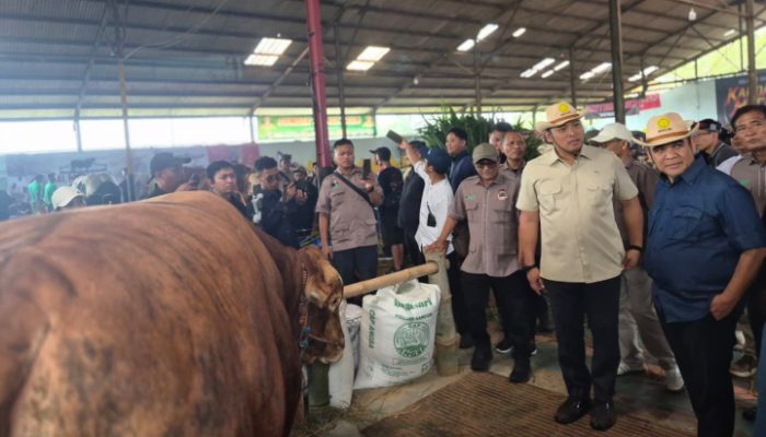 Kontes Sapi Wonosobo Dongkrak Daya Saing Peternak Nasional