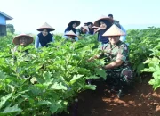 TNI AU Panen Terong Ungu, Perkuat Ketahanan Pangan Nasional