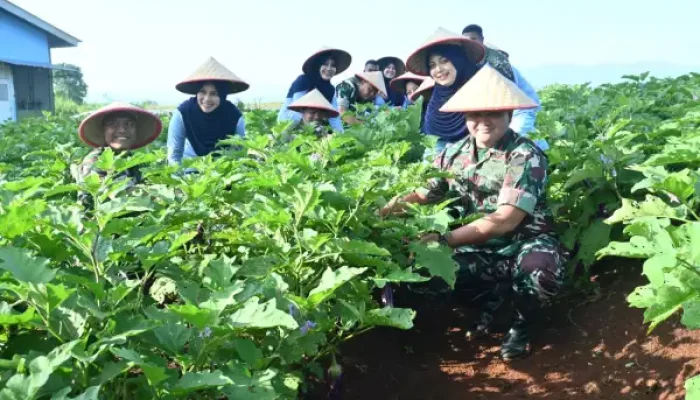 TNI AU Panen Terong Ungu, Perkuat Ketahanan Pangan Nasional