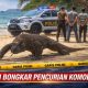 Polisi Ungkap Kasus Pencurian Komodo di NTT