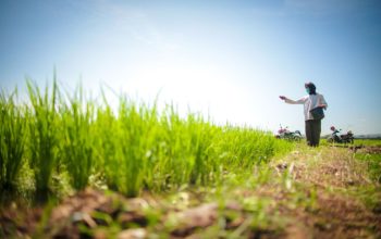 Kinerja Pertanian Indonesia Menguat, Ekspor Naik Impor Turun